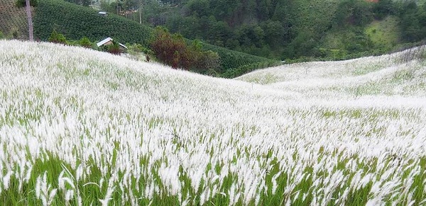 Cỏ lau đến mùa trổ bông như cánh đồng tuyết trắng 